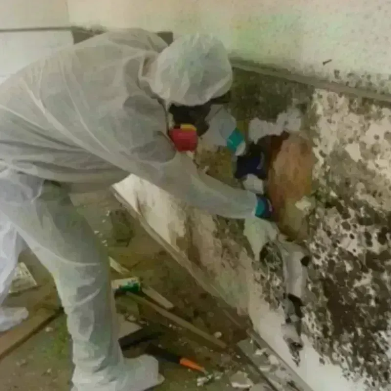 Mold Remediation and Removal in Love County, OK